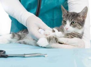 False Tax on Pets: Carlo Di Antonio is Furious!