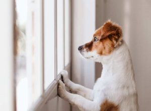 Ways to Remember Your Pet After It Has Passed on