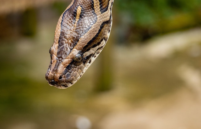 What are the chthonic aspects of python